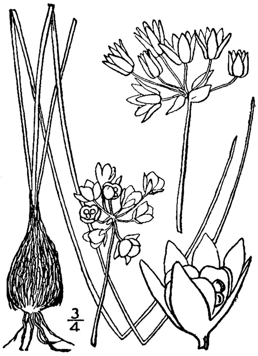 Drummond's Wild Onion (Allium drummondii) - PlantNative.org Botanical line drawing of Drummond's Wild Onion (Allium drummondii) showing bulb, leaves, flower umbel, and seed capsule