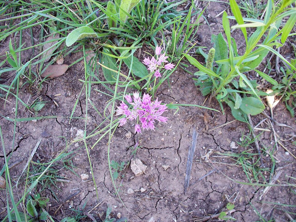 Drummond's Wild Onion (Allium drummondii) - PlantNative.org Drummond's Wild Onion (Allium drummondii) flowering in cracked prairie clay soil