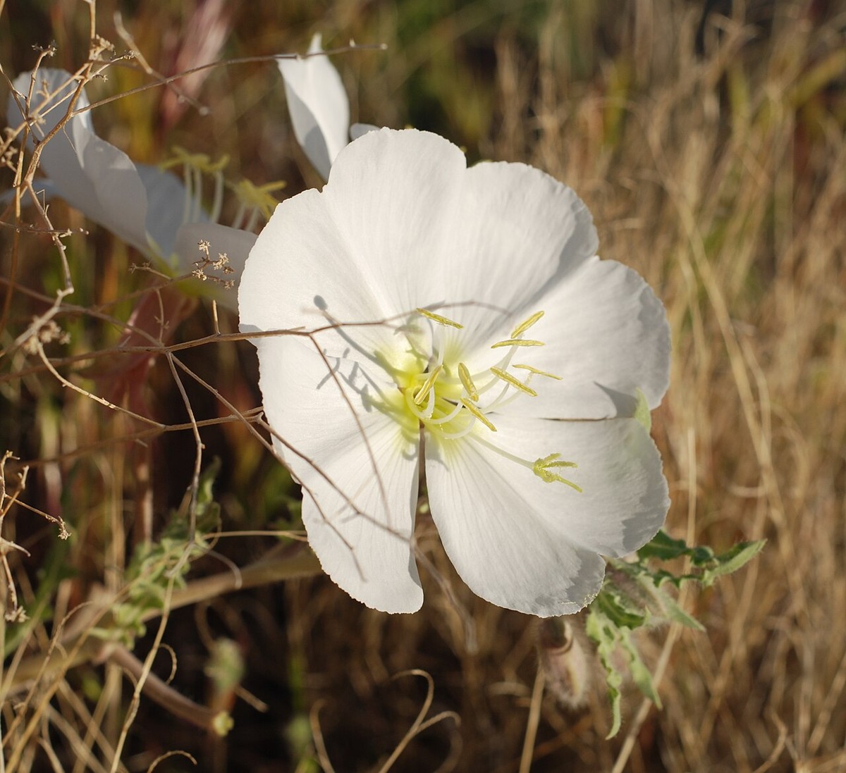 Dune Evening Primrose (Oenothera deltoides) - PlantNative.org Close-up of dune evening primrose (Oenothera deltoides) flower showing crinkled white petals and yellow cross-shaped stigma