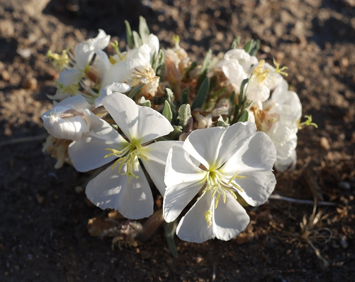 Dune Evening Primrose (Oenothera deltoides) - PlantNative.org Dune evening primrose (Oenothera deltoides) cluster of large white four-petaled flowers growing from sandy desert soil