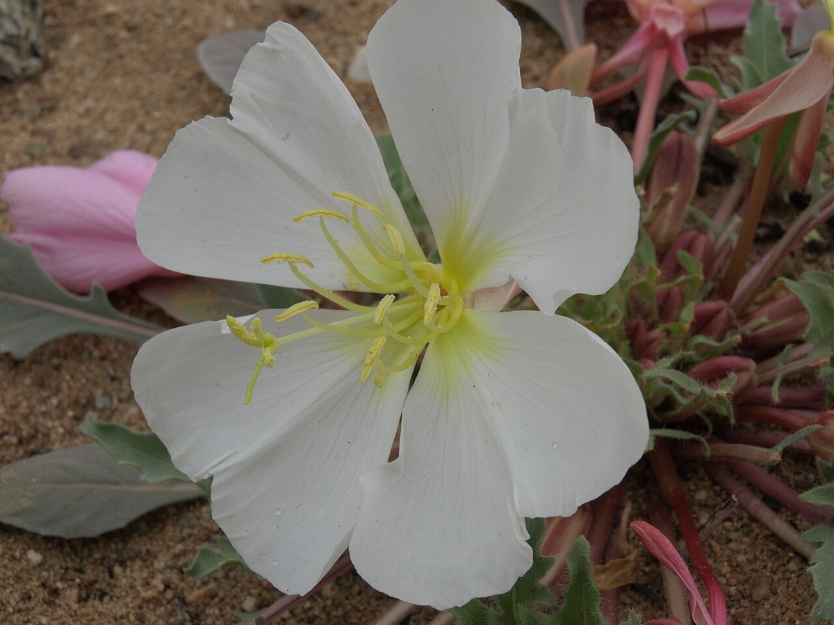 Dune Evening Primrose (Oenothera deltoides) - PlantNative.org Dune evening primrose (Oenothera deltoides) flower with fading pink blooms nearby, growing in sandy desert habitat