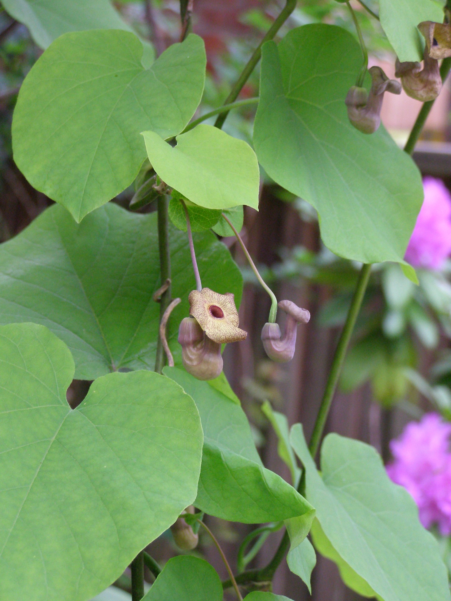 Dutchman's Pipe (Aristolochia macrophylla) - PlantNative.org Close-up of the curved, pipe-shaped yellow-brown flowers of Dutchman's Pipe (Aristolochia macrophylla) hanging beneath large heart-shaped leaves
