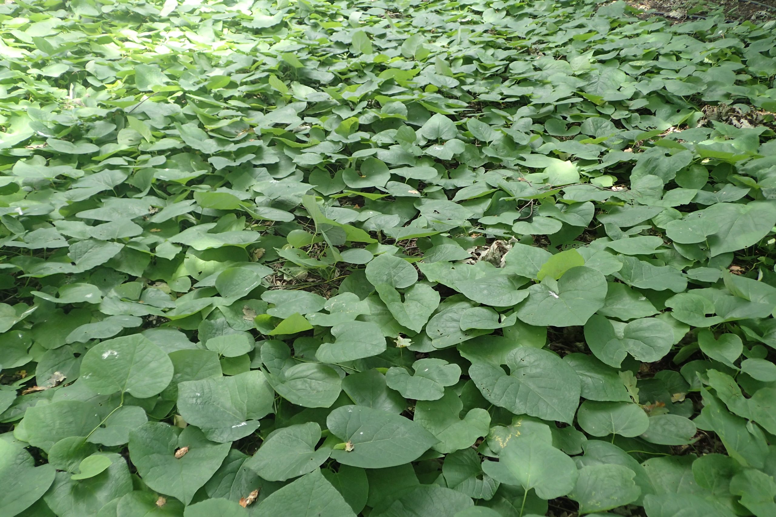 Dutchman's Pipe (Aristolochia macrophylla) - PlantNative.org Dense carpet of large heart-shaped leaves of Dutchman's Pipe (Aristolochia macrophylla) covering the forest floor and climbing understory