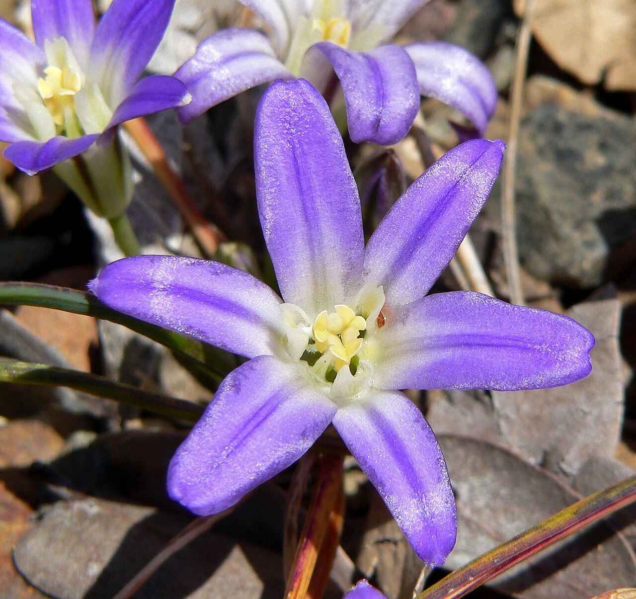 Dwarf Brodiaea (Brodiaea terrestris) - PlantNative.org Close-up of a single Dwarf Brodiaea (Brodiaea terrestris) flower showing six violet-blue tepals and pale inward-angled staminodes around the stamens