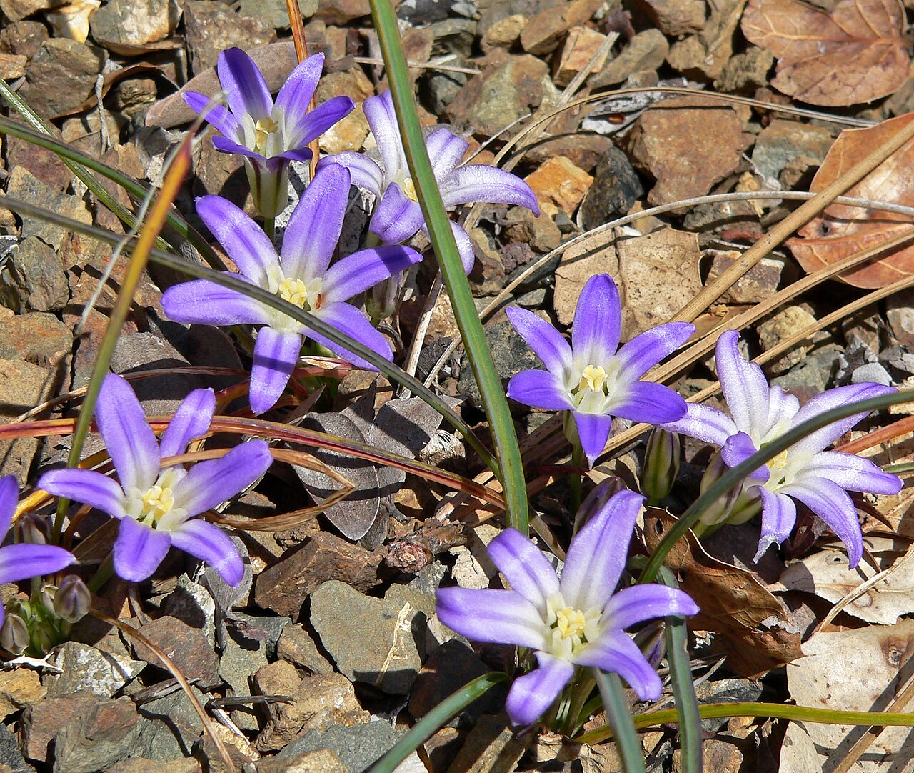 Dwarf Brodiaea (Brodiaea terrestris) - PlantNative.org Cluster of Dwarf Brodiaea (Brodiaea terrestris) violet-blue flowers blooming low among gravel and grass