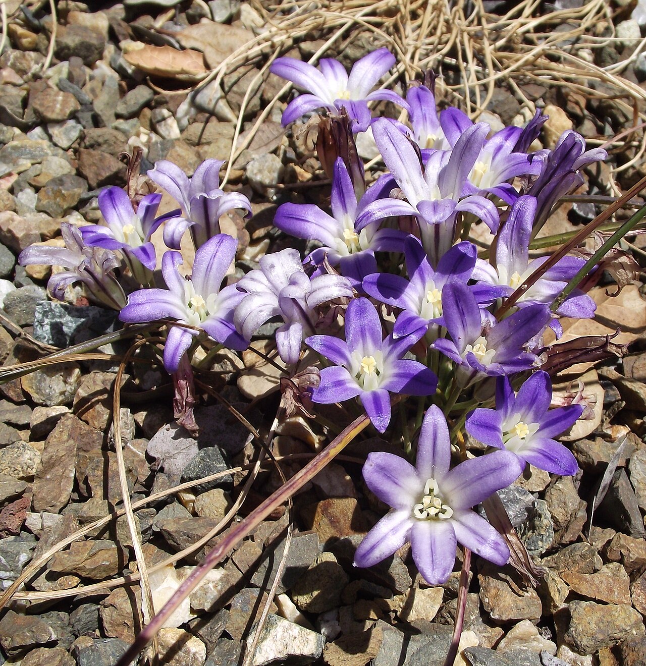 Dwarf Brodiaea (Brodiaea terrestris) - PlantNative.org A dense cluster of Dwarf Brodiaea (Brodiaea terrestris) flowers growing low in gravelly, open ground