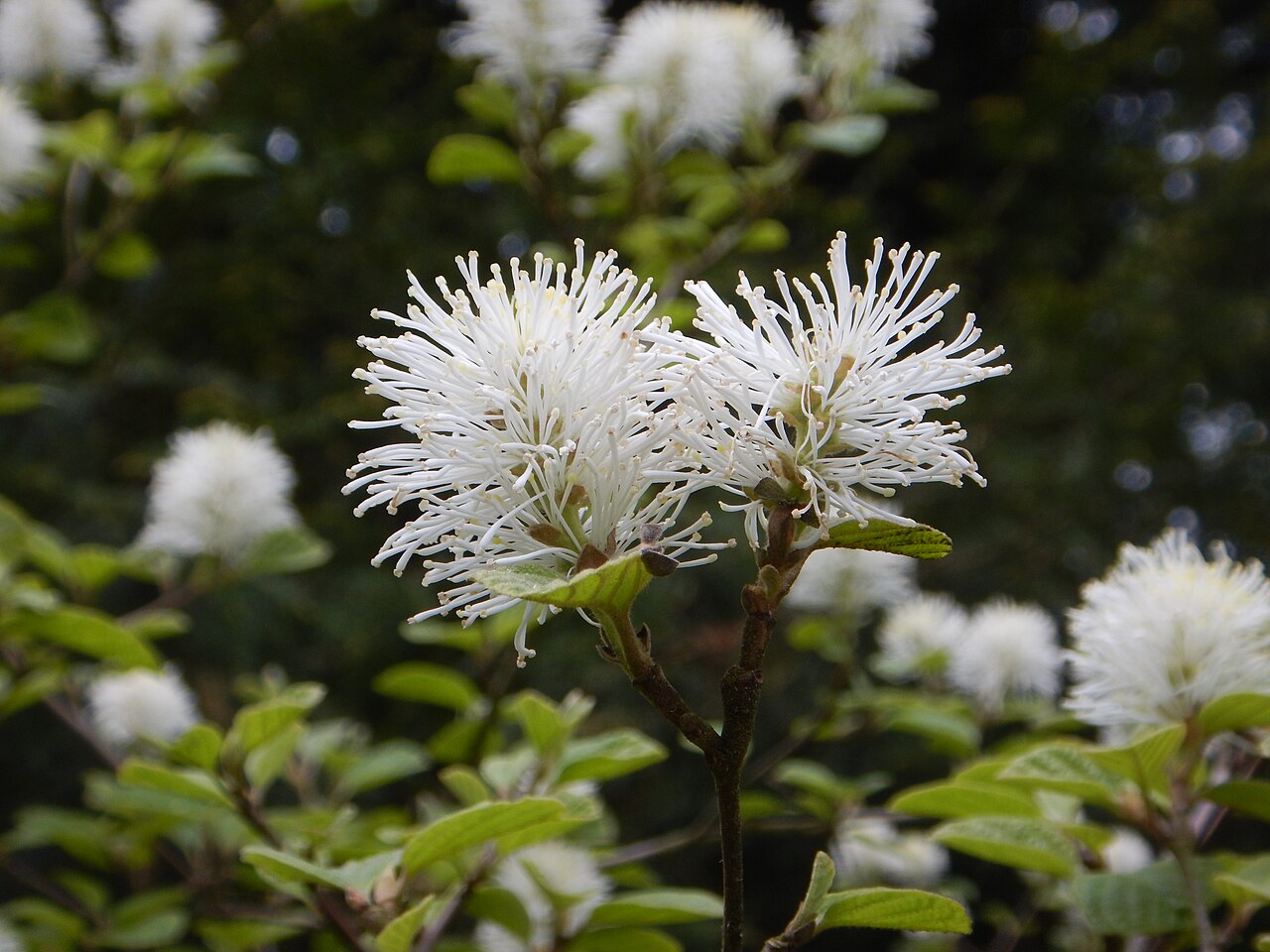 Dwarf Fothergilla (Fothergilla gardenii) - PlantNative.org Dwarf Fothergilla (Fothergilla gardenii) shrub covered in white bottlebrush-shaped flower clusters in spring