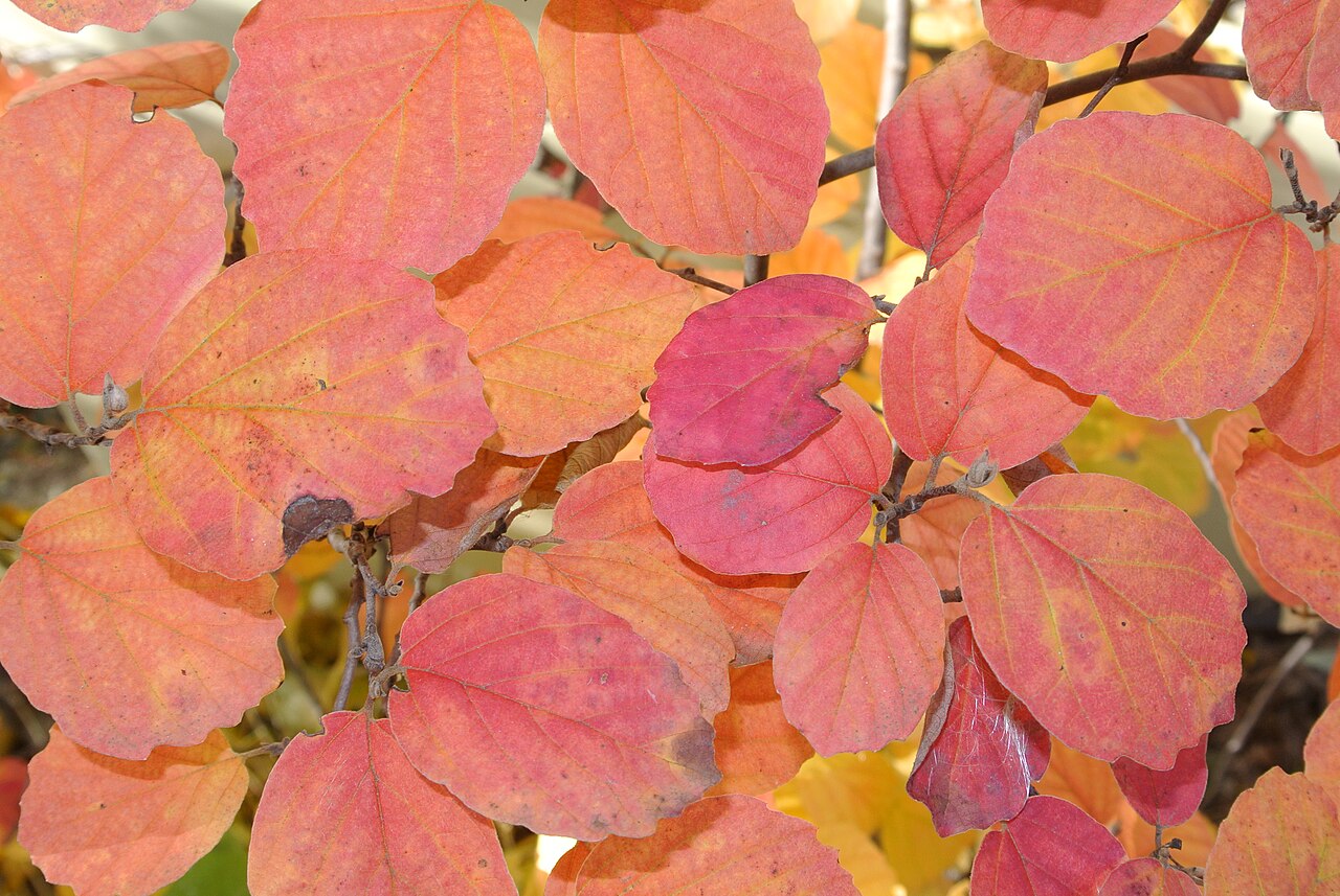 Dwarf Fothergilla (Fothergilla gardenii) - PlantNative.org Dwarf Fothergilla (Fothergilla gardenii) leaves in brilliant orange, red and yellow fall color