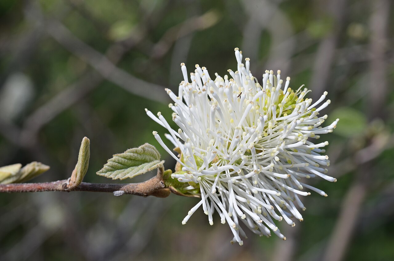 Dwarf Fothergilla (Fothergilla gardenii) - PlantNative.org Close-up of a single Dwarf Fothergilla (Fothergilla gardenii) flower spike showing numerous white stamens with no true petals