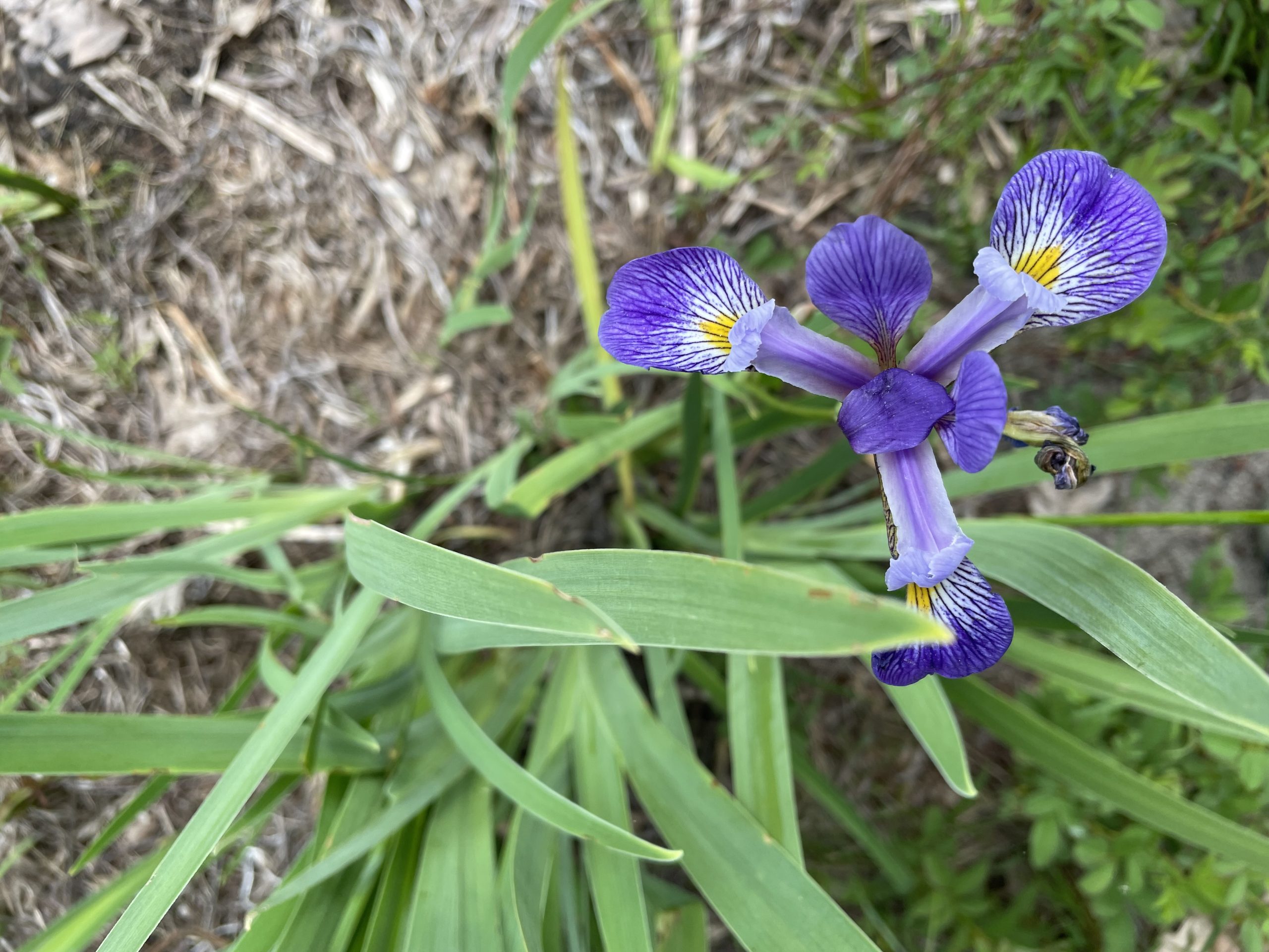 Dwarf Iris (Iris lacustris) - PlantNative.org Close-up of a Dwarf Iris flower showing the blue-violet standards and falls with yellow and white signal patches
