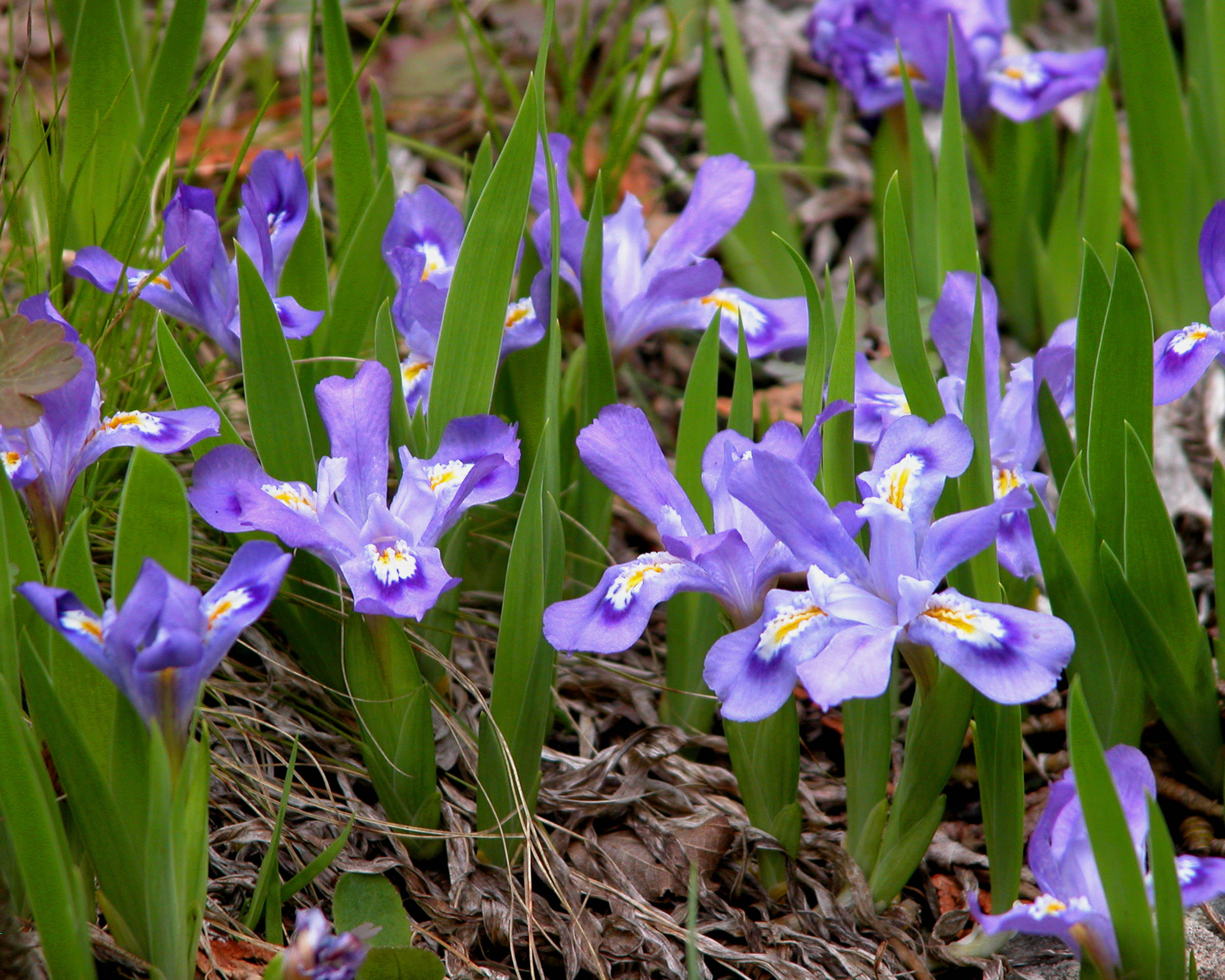 Dwarf Iris (Iris lacustris) - PlantNative.org A carpet of Dwarf Iris (Iris lacustris) flowers in bloom, showing their short leaves and low, ground-hugging habit