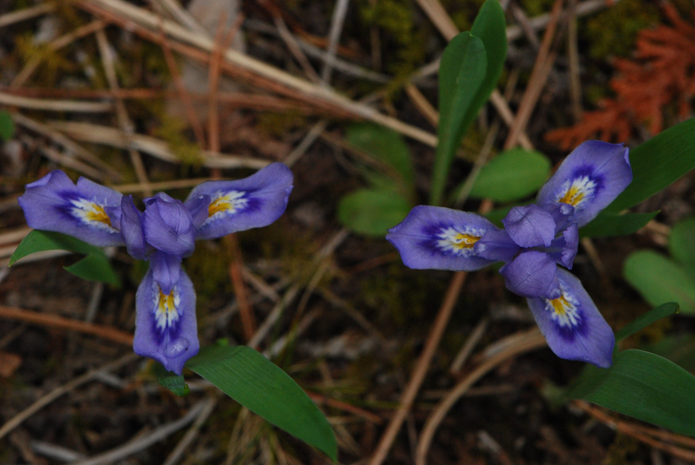 Dwarf Iris (Iris lacustris) - PlantNative.org Dwarf Iris flowers growing in thin soil among pine needles at Bailey's Harbor Boreal Forest, Door County, Wisconsin