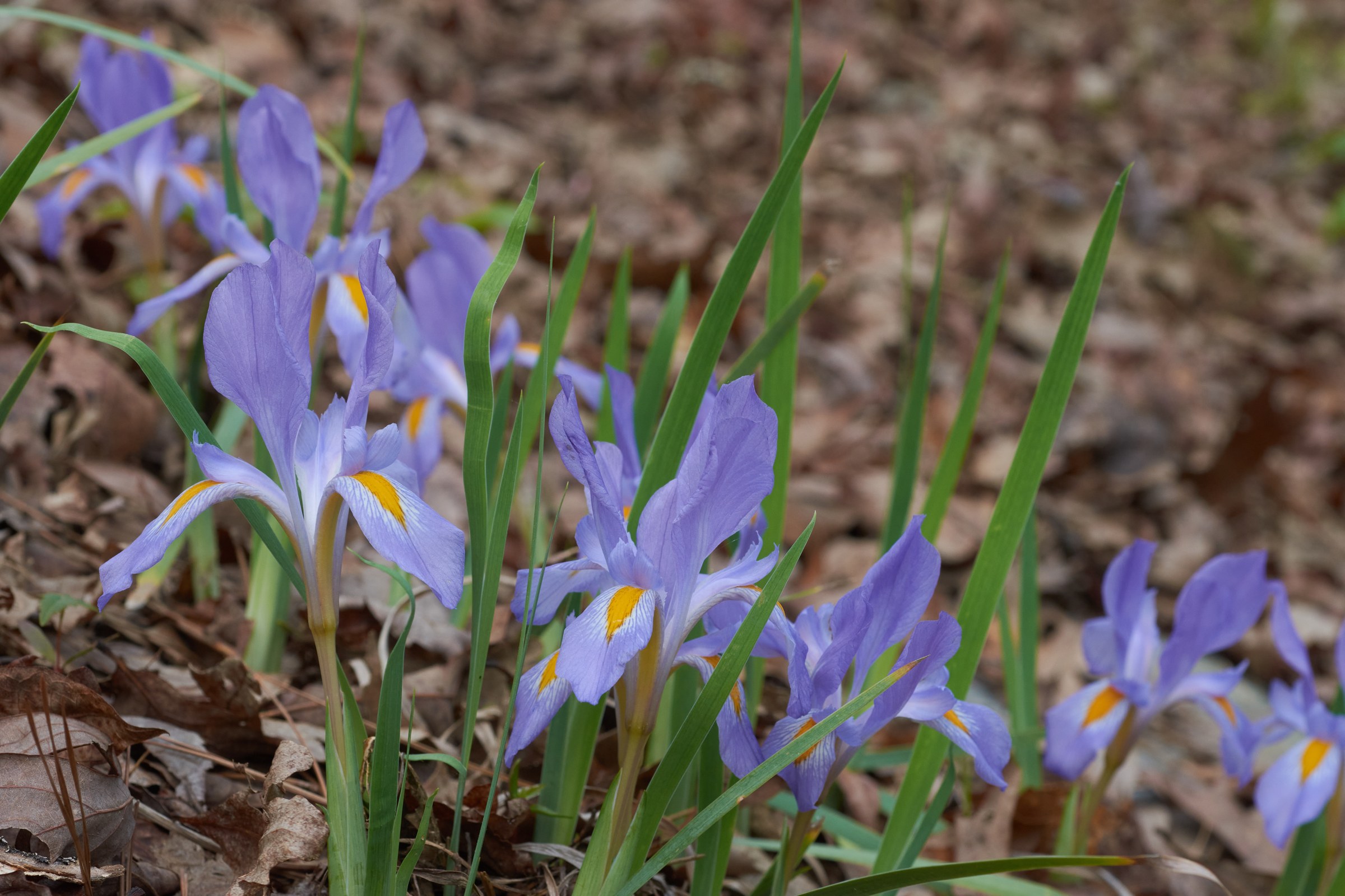 Dwarf Violet Iris (Iris verna) - PlantNative.org A colony of Dwarf Violet Iris (Iris verna) blooming among leaf litter in the Ouachita National Forest, Arkansas
