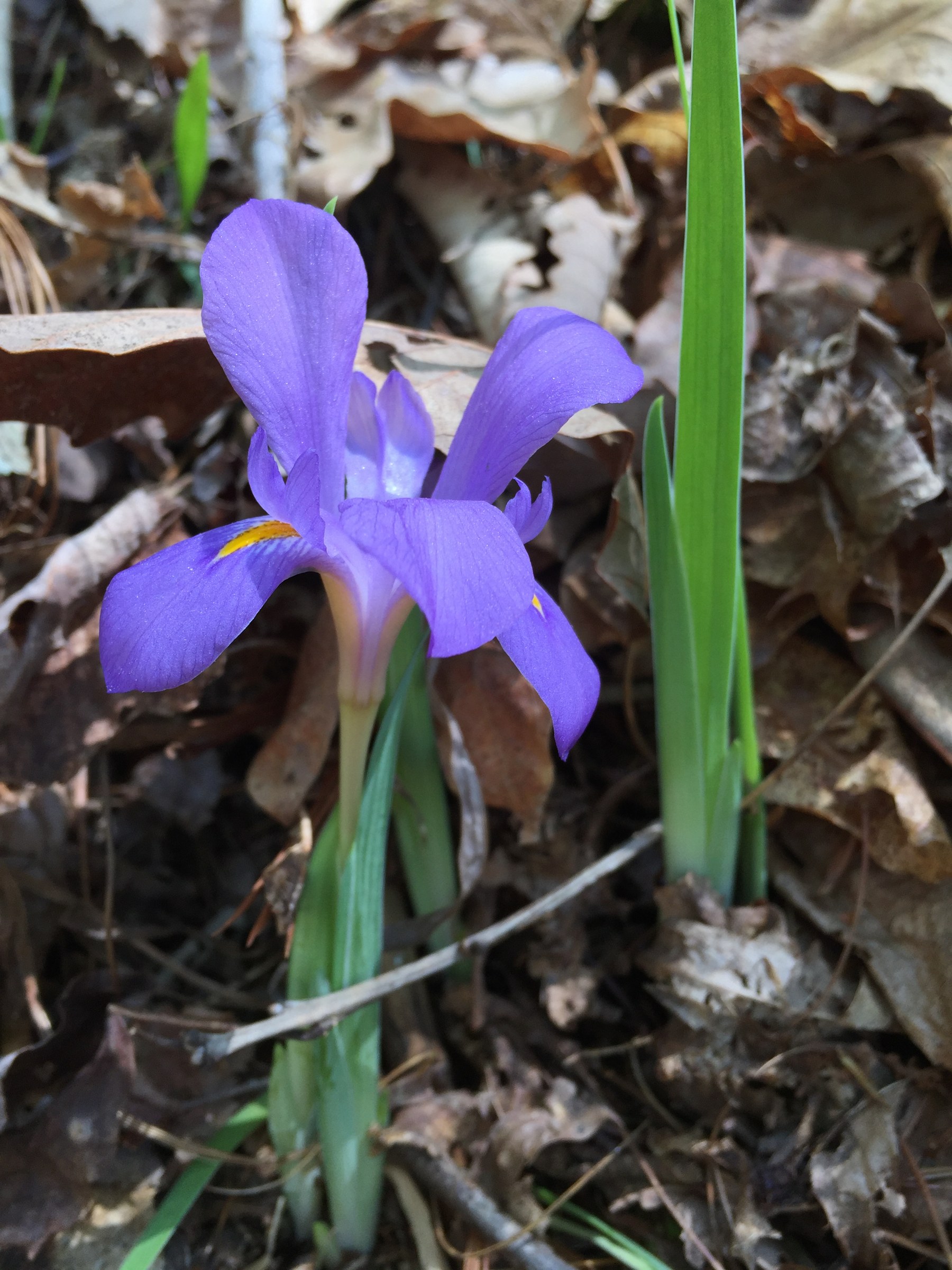 Dwarf Violet Iris (Iris verna) - PlantNative.org Close-up of a single Dwarf Violet Iris flower showing the orange-yellow crest on the falls, growing among dry leaf litter