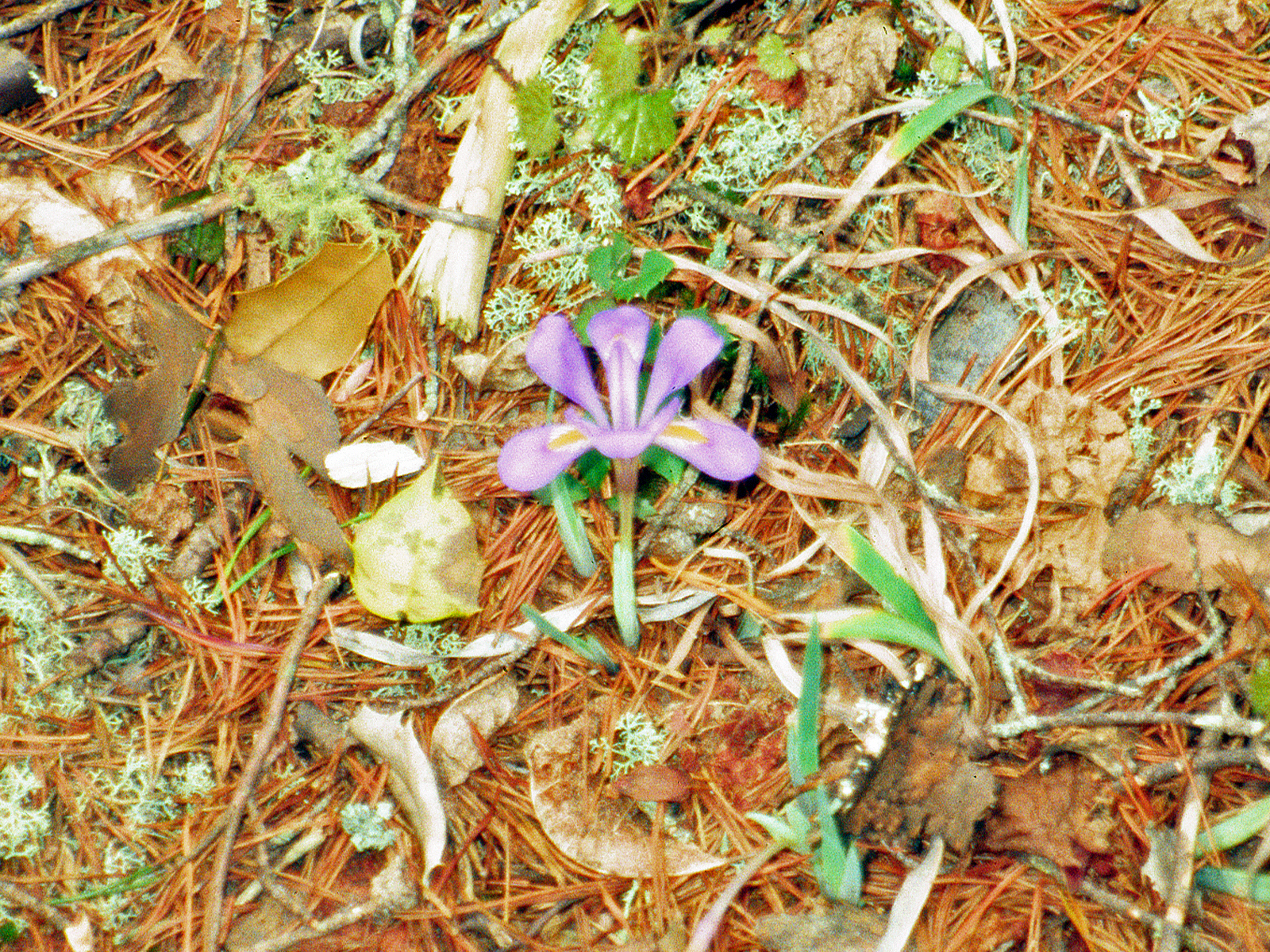 Dwarf Violet Iris (Iris verna) - PlantNative.org Dwarf Violet Iris flower growing among pine needles and leaf litter in sandy pine woods