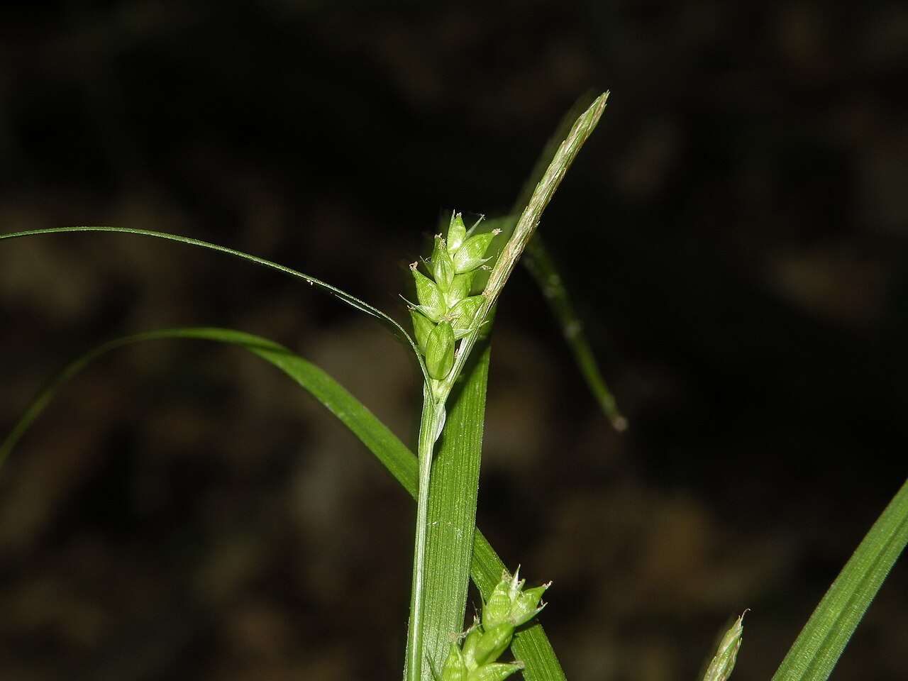 Eastern Narrowleaf Sedge (Carex amphibola) - PlantNative.org Close-up of the greenish flower spikes of eastern narrowleaf sedge (Carex amphibola) in a Rhode Island woodland