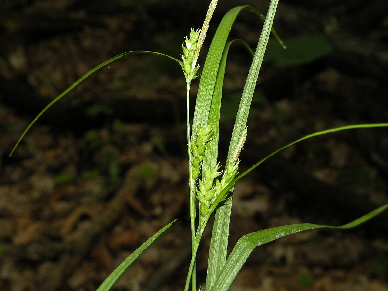 Eastern Narrowleaf Sedge (Carex amphibola) - PlantNative.org Eastern narrowleaf sedge (Carex amphibola) growing in leaf litter in a Rhode Island woodland, showing its arching narrow leaves