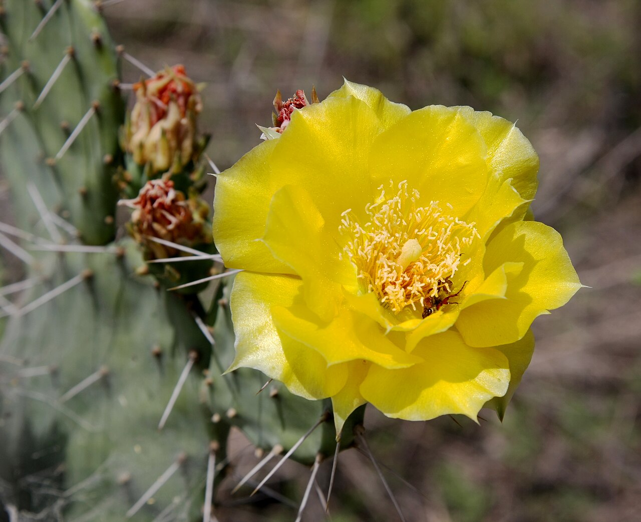 Close-up of a yellow Eastern prickly-pear (Opuntia humifusa) flower with visible spines and buds on the pad behind it