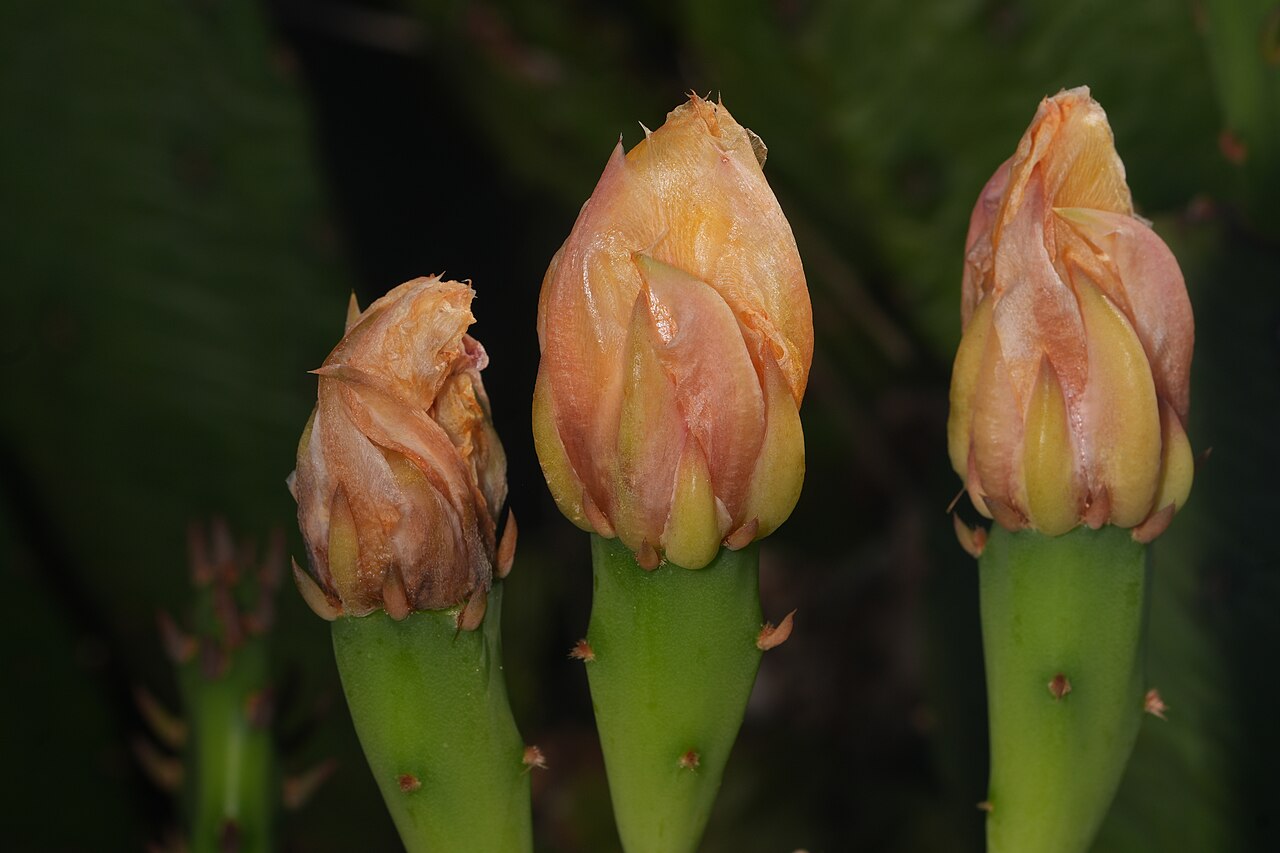 Senescent flower buds of Eastern prickly-pear (Opuntia humifusa) emerging from a spiny pad in sandy coastal habitat