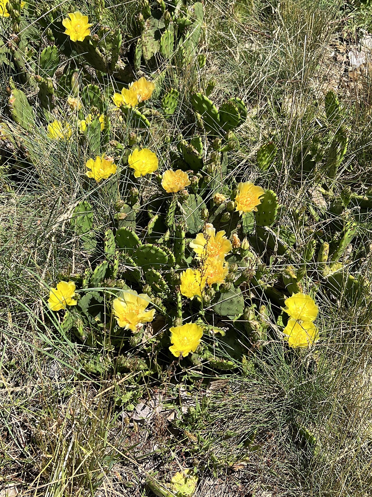Eastern prickly-pear (Opuntia humifusa) clump with several yellow flowers blooming among flat green pads in a sandy grassland