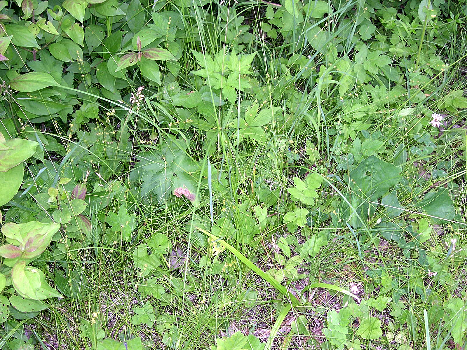 Eastern Star Sedge (Carex radiata) - PlantNative.org Eastern star sedge (Carex radiata) growing among wildflowers and associated plants in a Wisconsin woodland