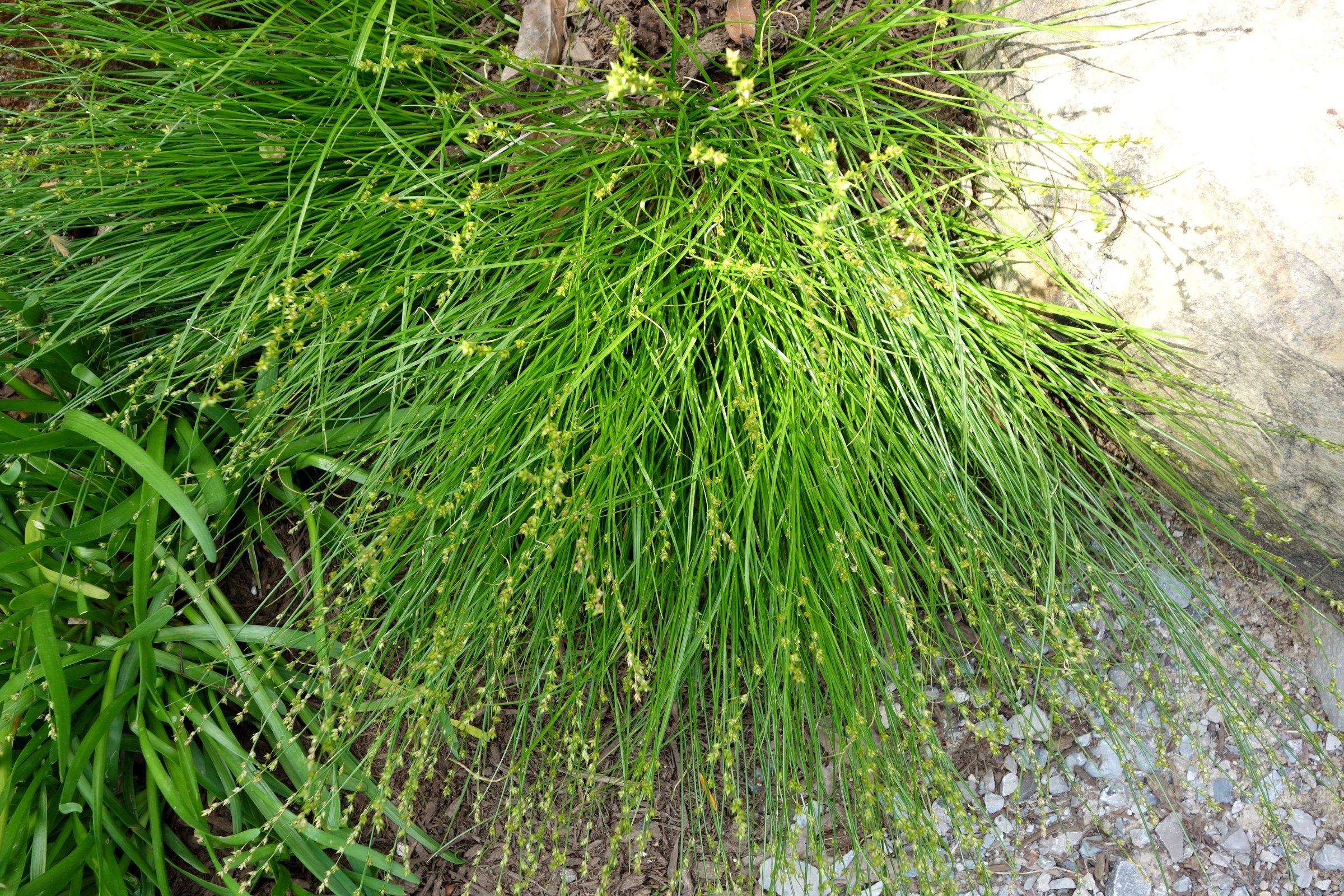 Eastern Star Sedge (Carex radiata)