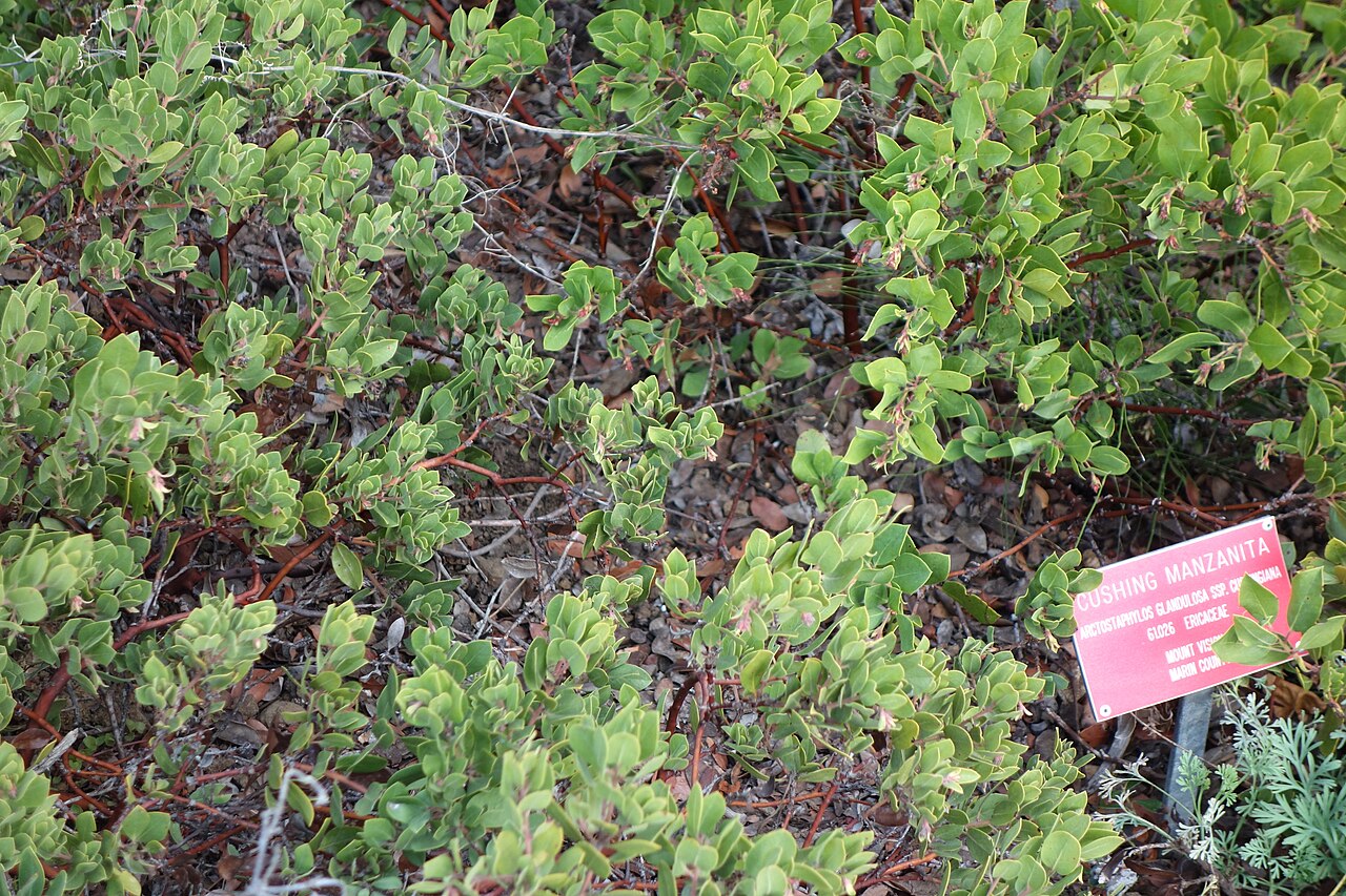 Eastwood Manzanita (Arctostaphylos glandulosa) - PlantNative.org Eastwood manzanita (Arctostaphylos glandulosa) low spreading foliage with reddish stems and small oval leaves in a chaparral garden setting