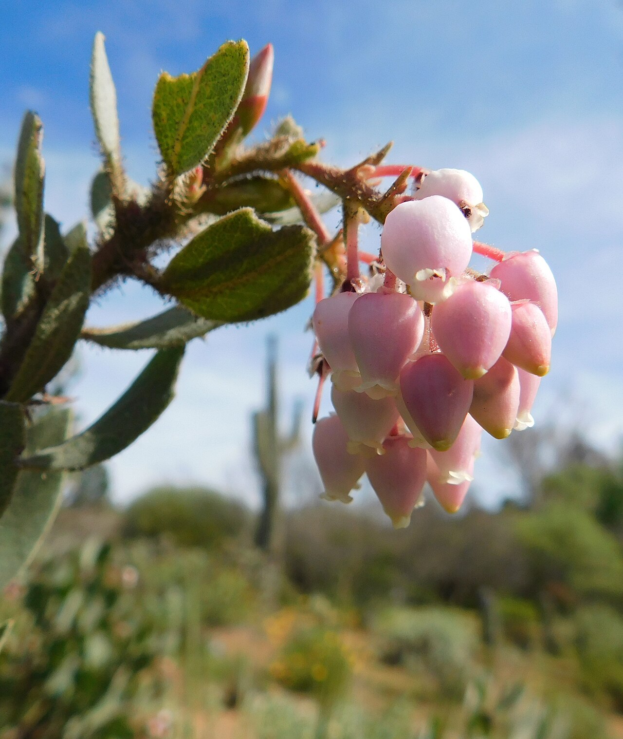 Eastwood Manzanita (Arctostaphylos glandulosa) - PlantNative.org Close-up of Eastwood manzanita (Arctostaphylos glandulosa) pink urn-shaped flower cluster and hairy young leaves