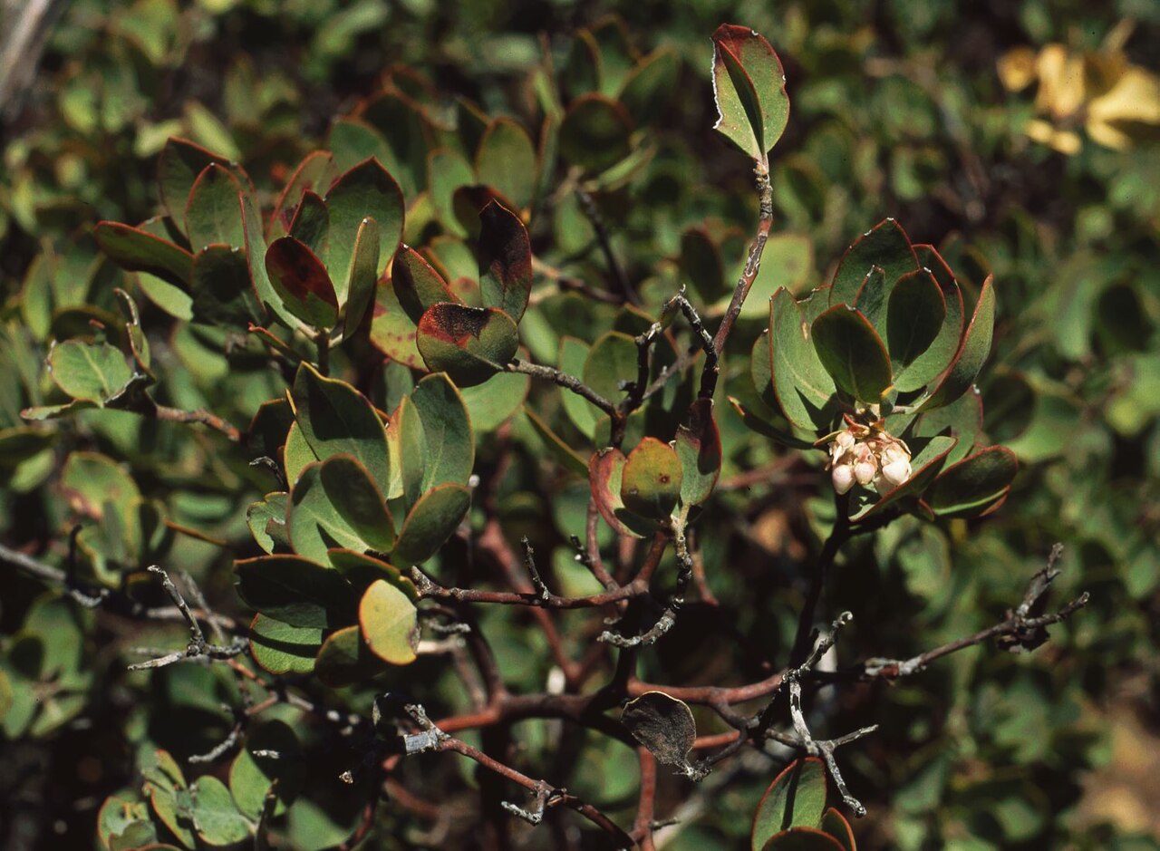 Eastwood Manzanita (Arctostaphylos glandulosa) - PlantNative.org Eastwood manzanita (Arctostaphylos glandulosa) branch with glossy green leaves and clusters of small white urn-shaped flowers