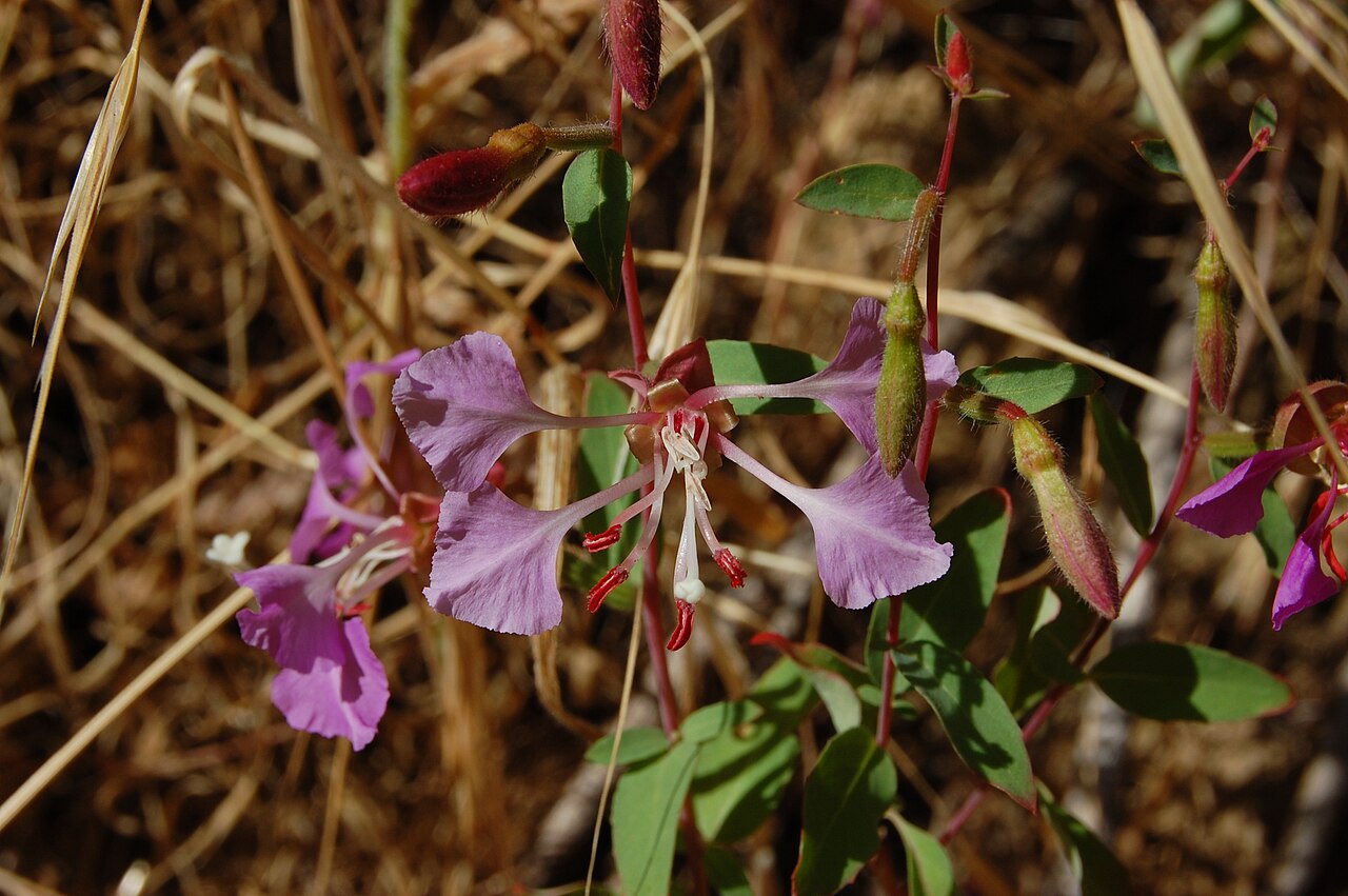 Elegant Clarkia (Clarkia unguiculata) - PlantNative.org Close-up of Elegant Clarkia (Clarkia unguiculata) flower showing clawed fan-shaped petals, red stamens, and white stigma