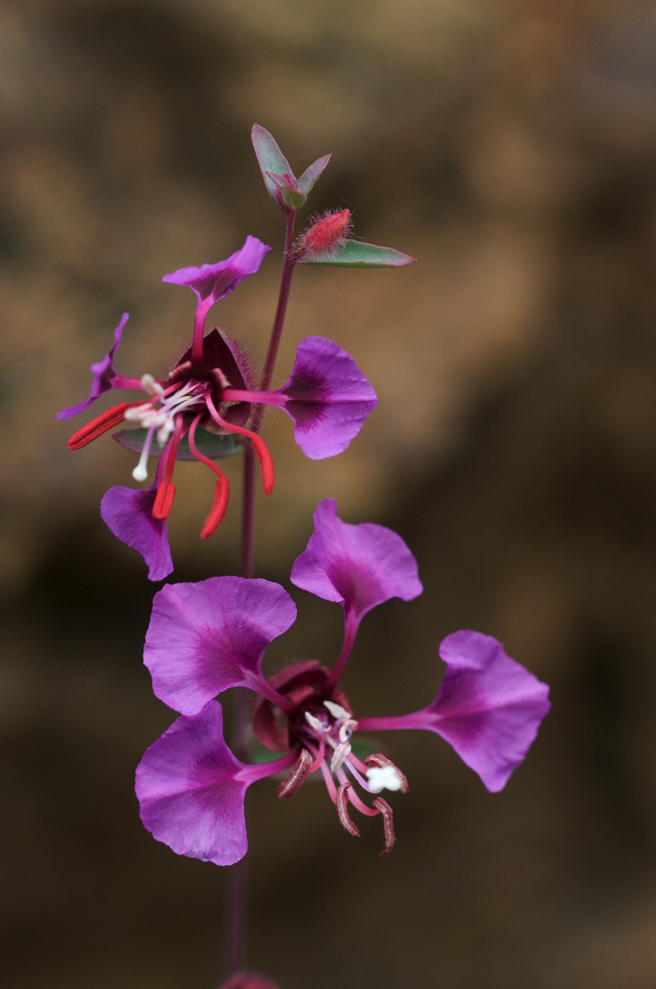 Elegant Clarkia (Clarkia unguiculata) - PlantNative.org Elegant Clarkia (Clarkia unguiculata) flowering plant with magenta four-petaled blooms in San Benito County, California chaparral