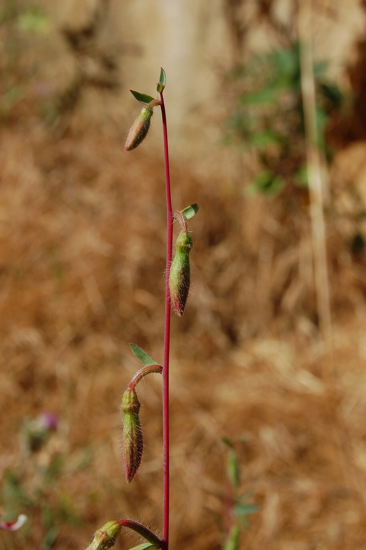 Elegant Clarkia (Clarkia unguiculata) - PlantNative.org Elegant Clarkia (Clarkia unguiculata) hairy cylindrical seed capsules along the flowering stem