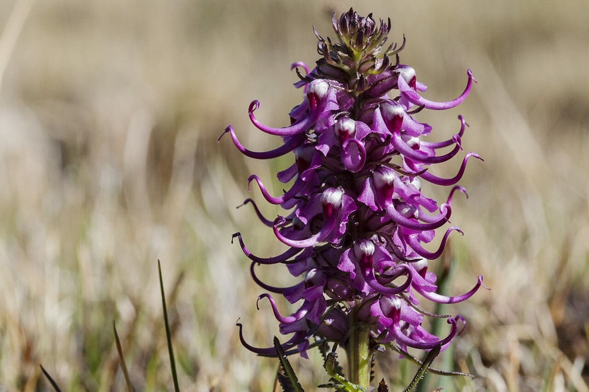 Close-up of elephant's head (Pedicularis groenlandica) flowers showing the curled trunk-like beak and flaring ear-like lobes