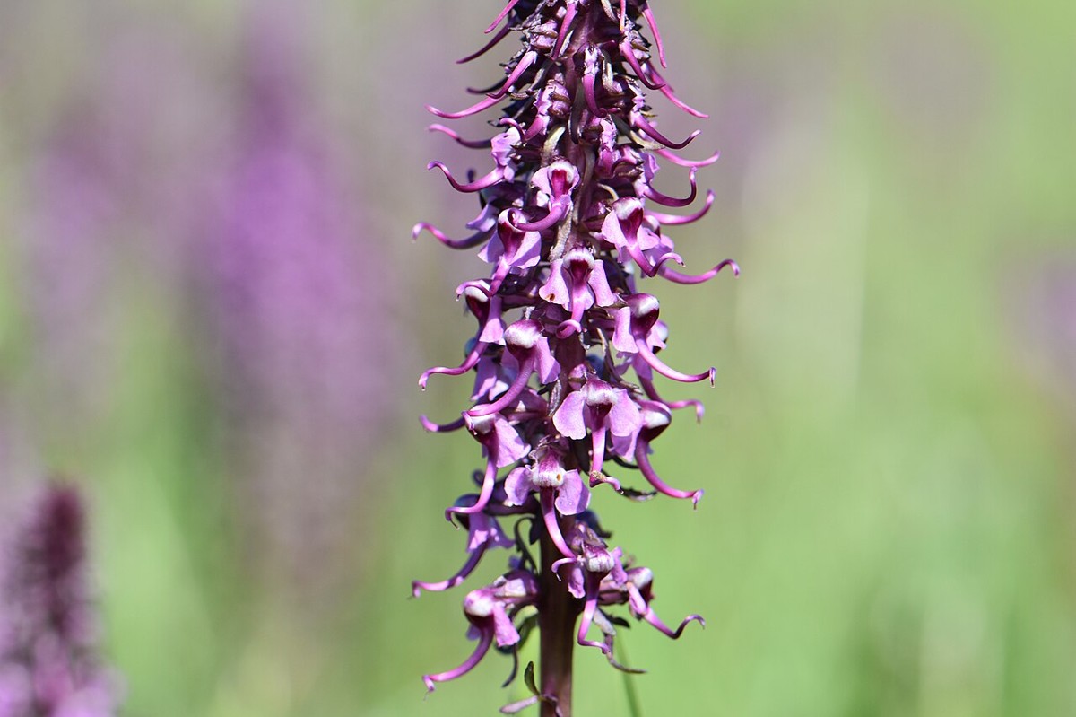 Elephant's head (Pedicularis groenlandica) flower spike with individual blossoms visible against green meadow foliage