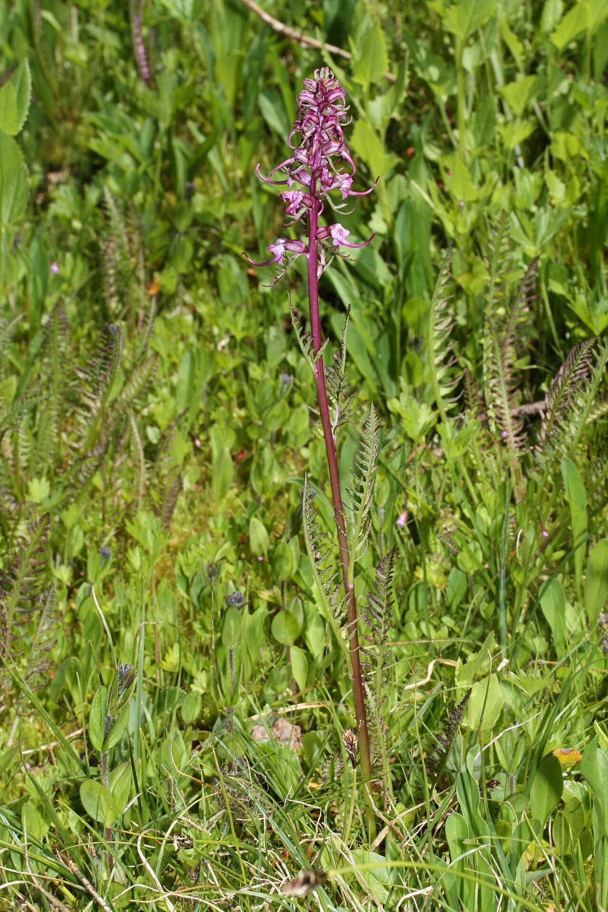 Elephant's head (Pedicularis groenlandica) flower spike rising from a wet subalpine meadow