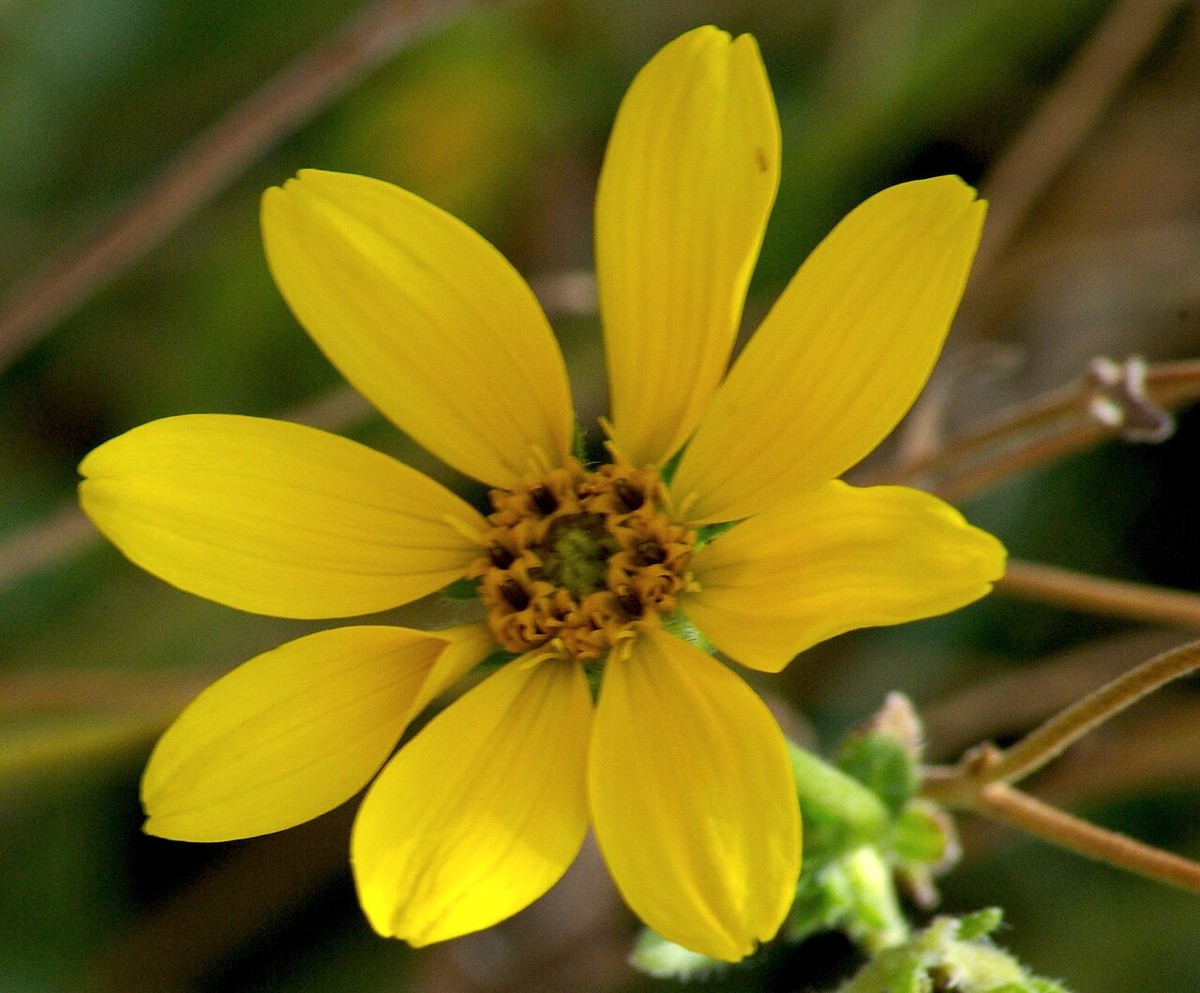 Engelmann Daisy (Engelmannia peristenia) - PlantNative.org Close-up of a single Engelmann Daisy flower showing eight notched yellow ray petals around a central disk