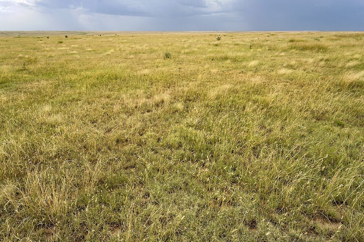 Engelmann Daisy (Engelmannia peristenia) - PlantNative.org Shortgrass prairie habitat in New Mexico where Engelmann Daisy grows alongside blue grama and other native grasses
