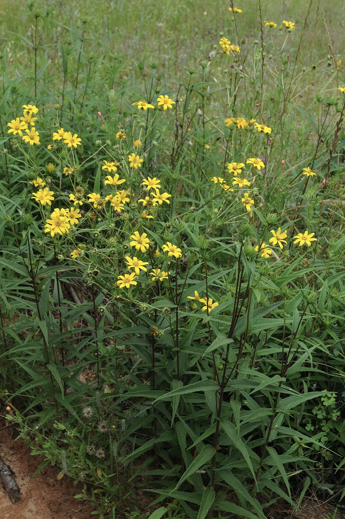 Engelmann Daisy (Engelmannia peristenia) - PlantNative.org Engelmann Daisy (Engelmannia peristenia) clump in bloom with many yellow daisy-like flowers growing among native grasses