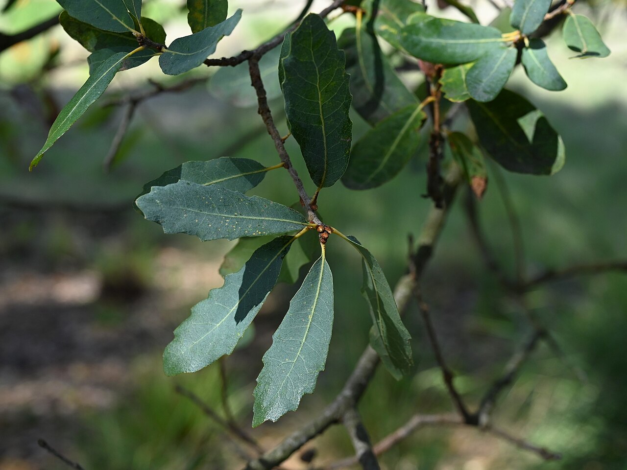 Engelmann Oak (Quercus engelmannii) - PlantNative.org Close-up of Engelmann oak (Quercus engelmannii) blue-gray oblong leaves with mostly entire margins