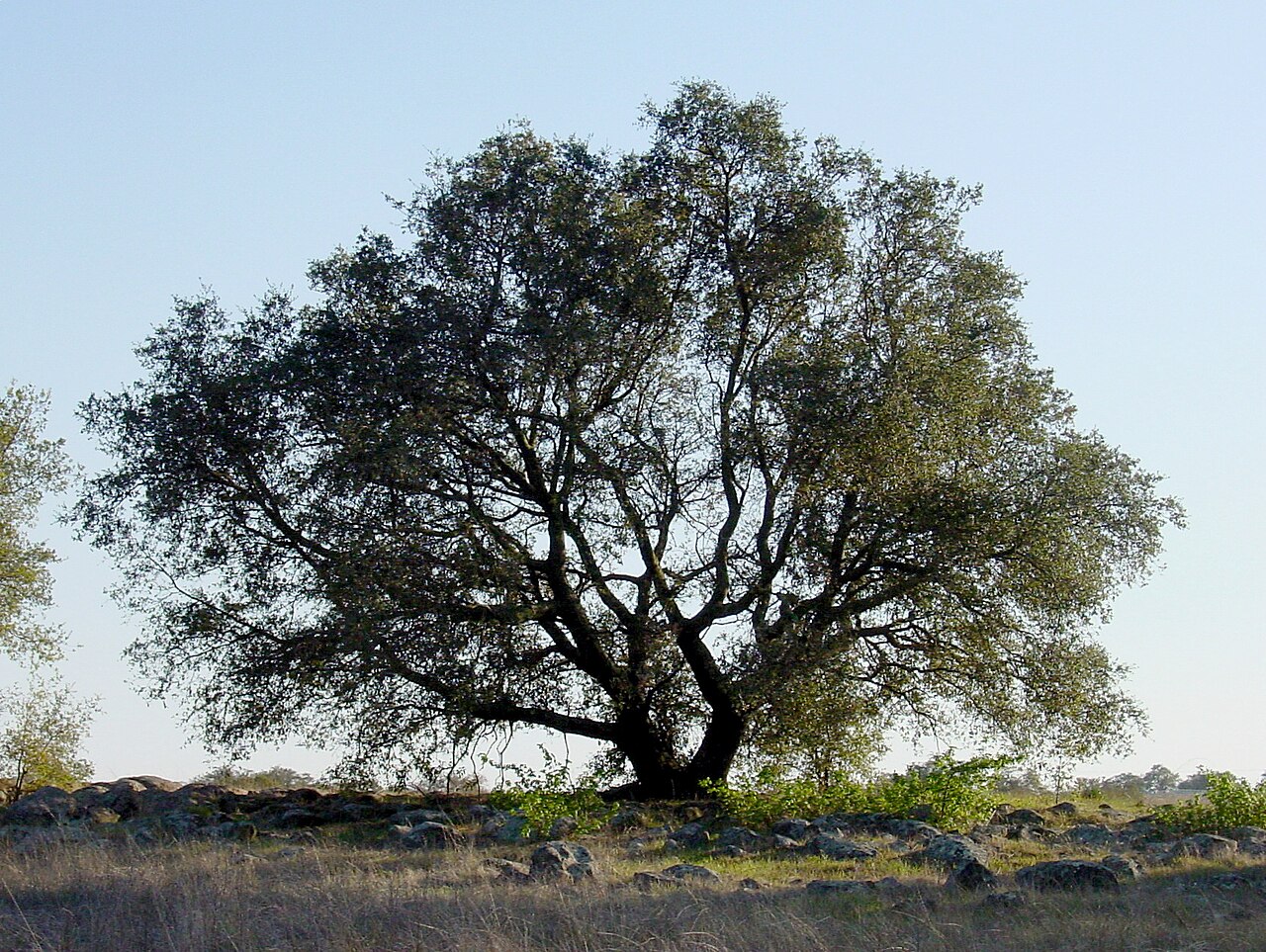 Engelmann Oak (Quercus engelmannii) - PlantNative.org Engelmann oak (Quercus engelmannii) open-grown tree with a broad rounded crown in a grassy California savanna