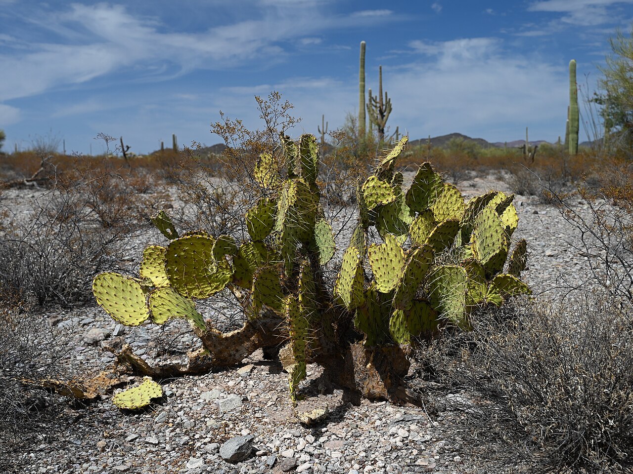 Engelmann's Prickly Pear (Opuntia engelmannii) - PlantNative.org Engelmann's Prickly Pear (Opuntia engelmannii) growing among saguaro cacti in the Arizona desert