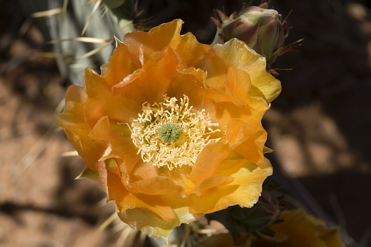 Engelmann's Prickly Pear (Opuntia engelmannii) - PlantNative.org Close-up of Engelmann's Prickly Pear (Opuntia engelmannii) orange-yellow flower with yellow stamens, photographed in New Mexico