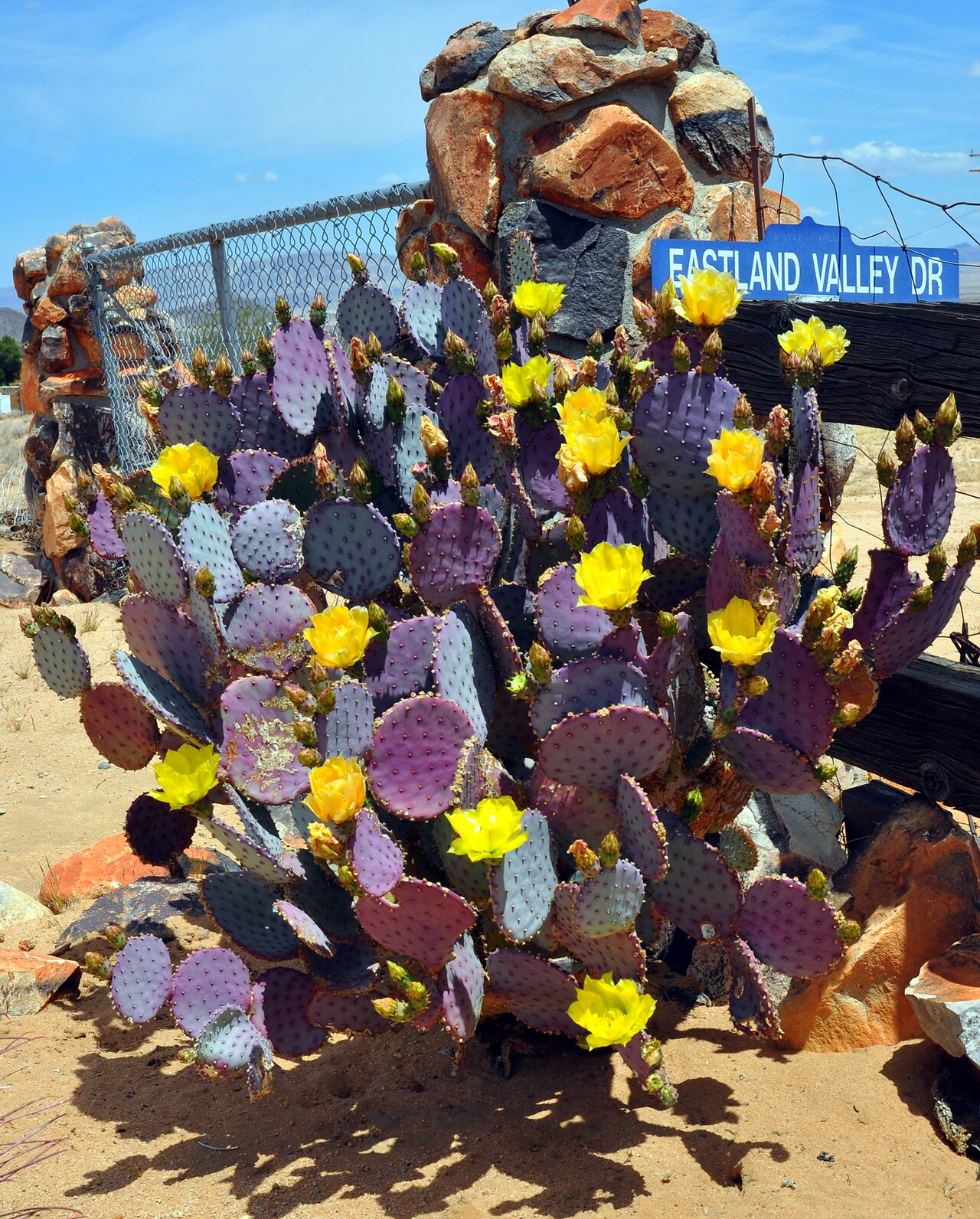 Engelmann's Prickly Pear (Opuntia engelmannii) - PlantNative.org Engelmann's Prickly Pear (Opuntia engelmannii) cactus pads with cold-stressed purple coloring and bright yellow flowers