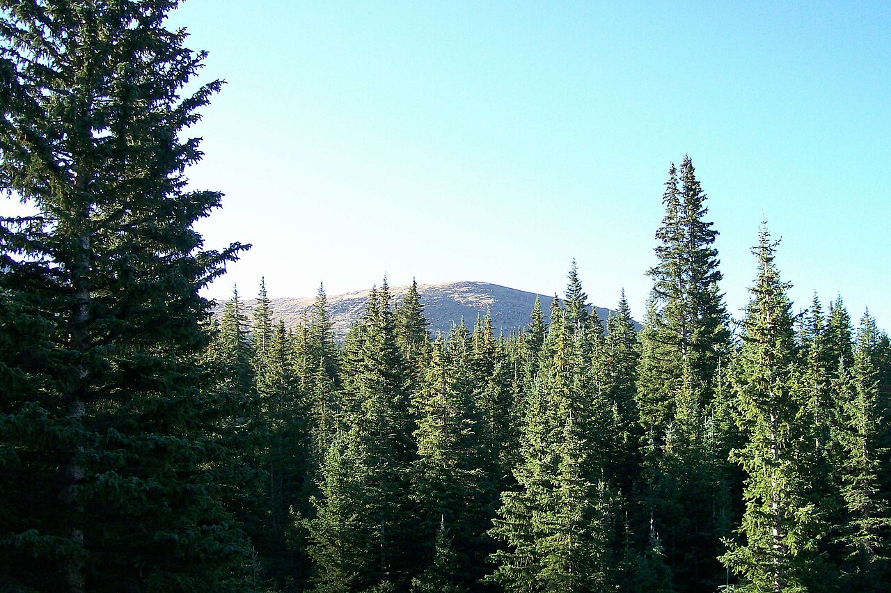 Engelmann Spruce (Picea engelmannii) - PlantNative.org A subalpine forest stand of Engelmann spruce below a Colorado mountain summit near Pikes Peak