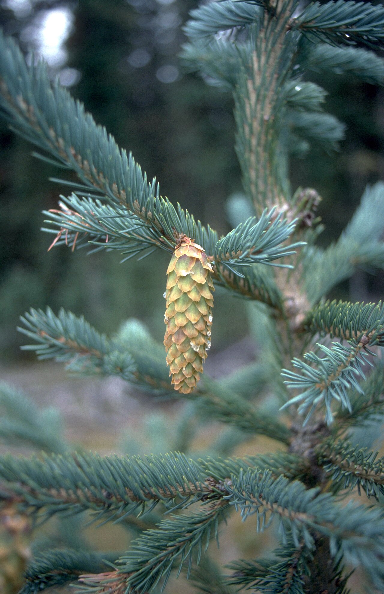 Engelmann Spruce (Picea engelmannii) - PlantNative.org Close-up of Engelmann spruce (Picea engelmannii) blue-green needles and a ripening light brown cone with wavy-edged scales