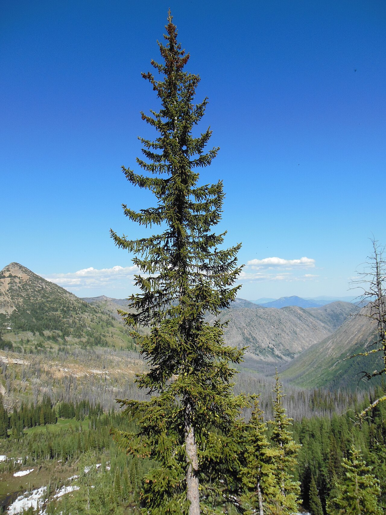 Engelmann Spruce (Picea engelmannii) - PlantNative.org Tall, narrow Engelmann spruce (Picea engelmannii) growing above a subalpine valley in the North Cascades of Washington