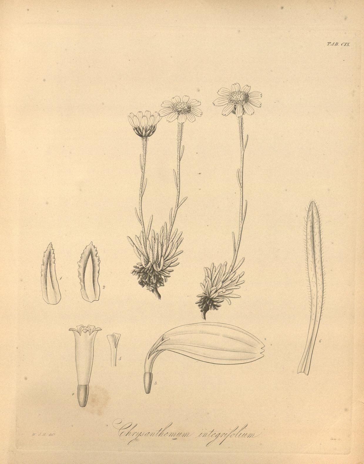 Entireleaf Daisy (Hulteniella integrifolia) - PlantNative.org Historic botanical illustration plate of entireleaf daisy (Hulteniella integrifolia, labeled Chrysanthemum integrifolium) showing whole plants and dissected floral parts