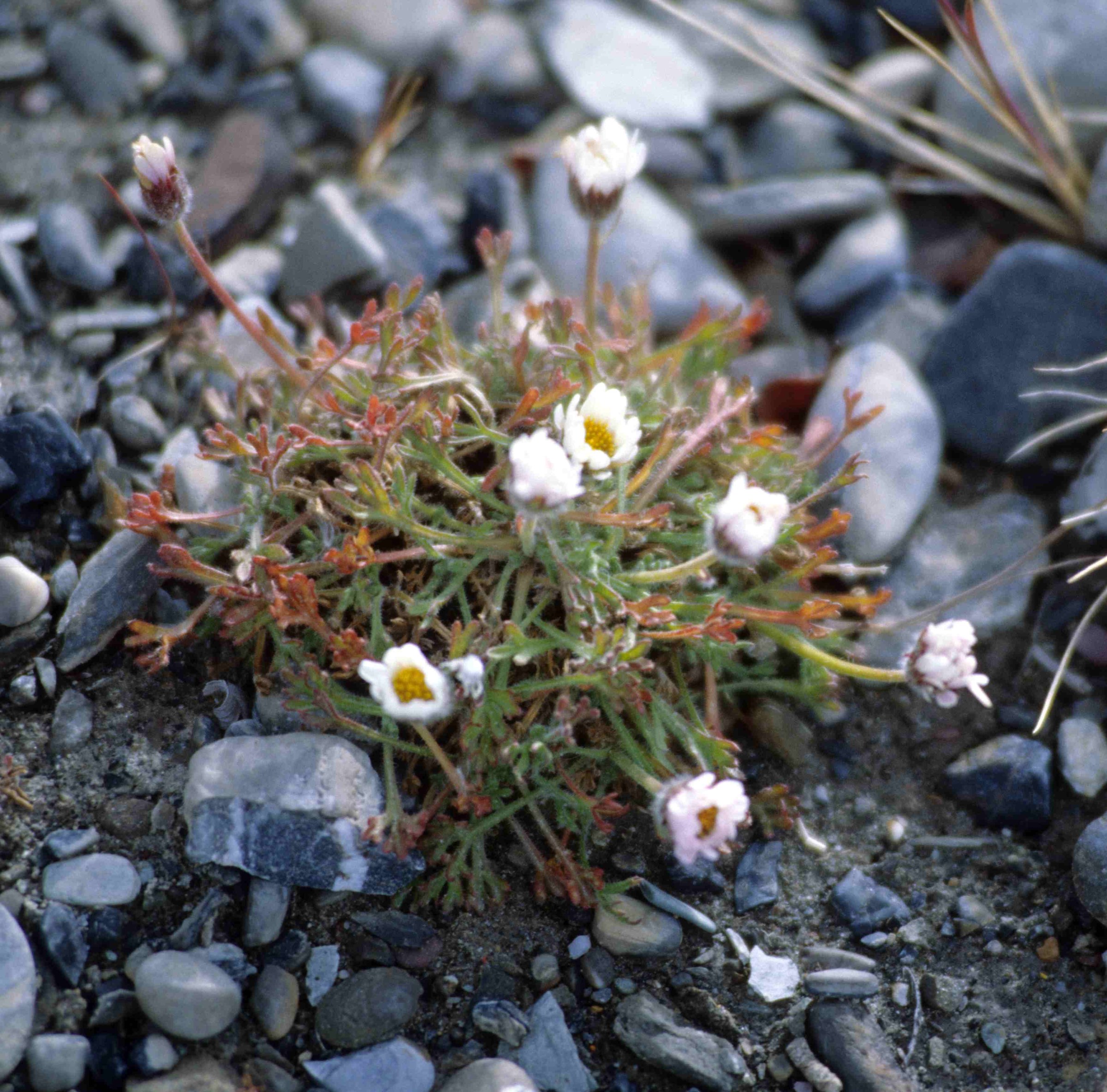 Entireleaf Daisy (Hulteniella integrifolia) - PlantNative.org Small cushion of entireleaf daisy (Hulteniella integrifolia) with narrow leaves and several white daisy flowers growing among rocky Arctic gravel