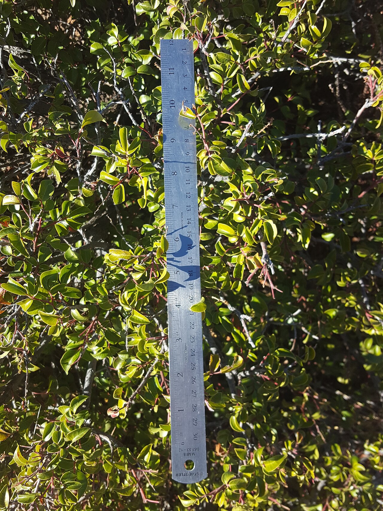 Evergreen sumac (Rhus virens) dense foliage measured against a ruler, showing the small leathery leaflet size