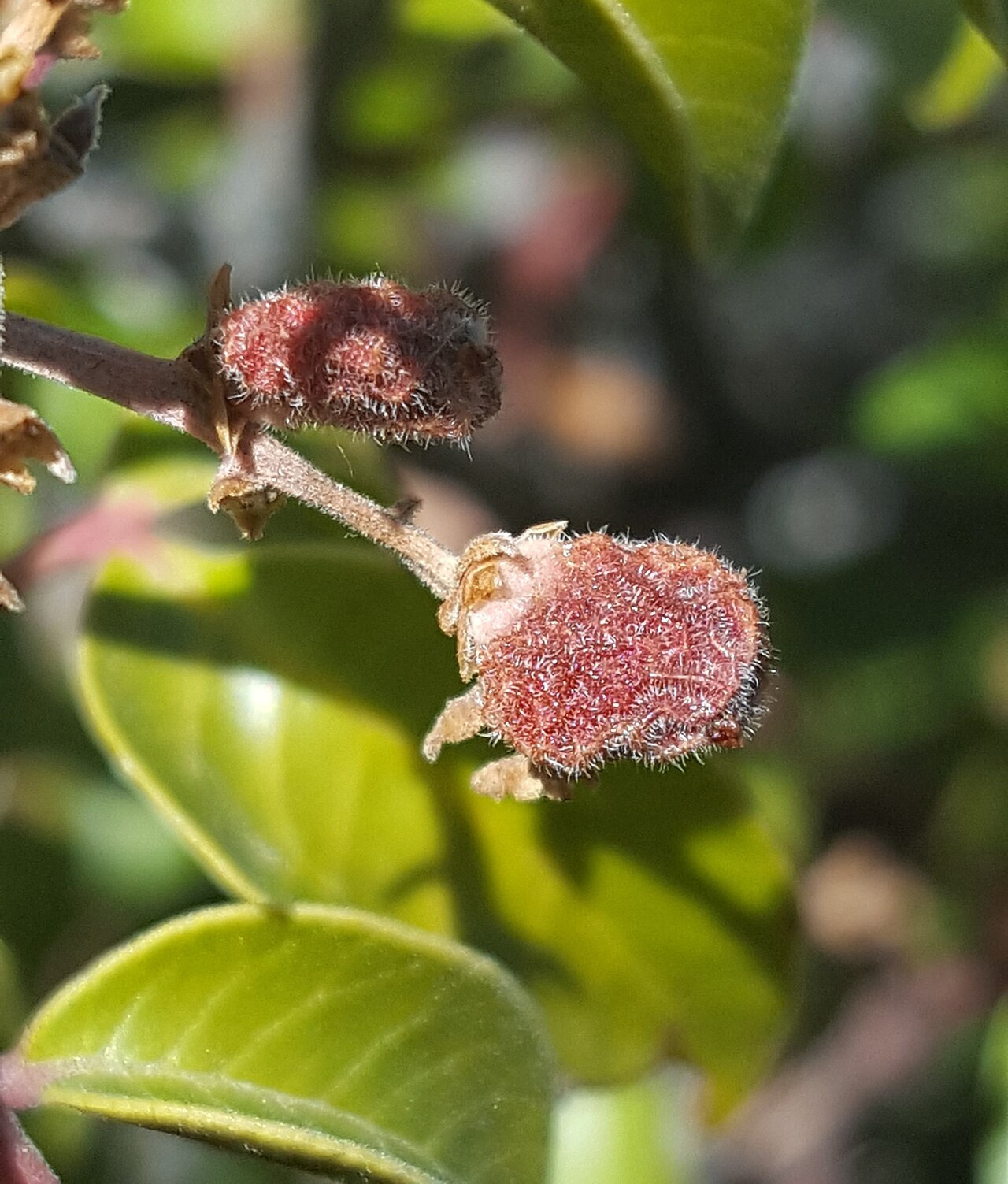 Close-up of evergreen sumac (Rhus virens) fuzzy red fruit clusters and glossy leathery leaflets